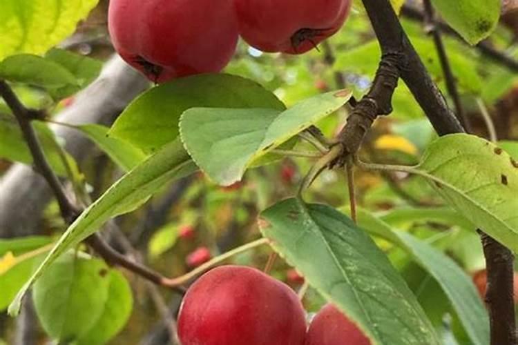 硝态氮肥的功效与作用