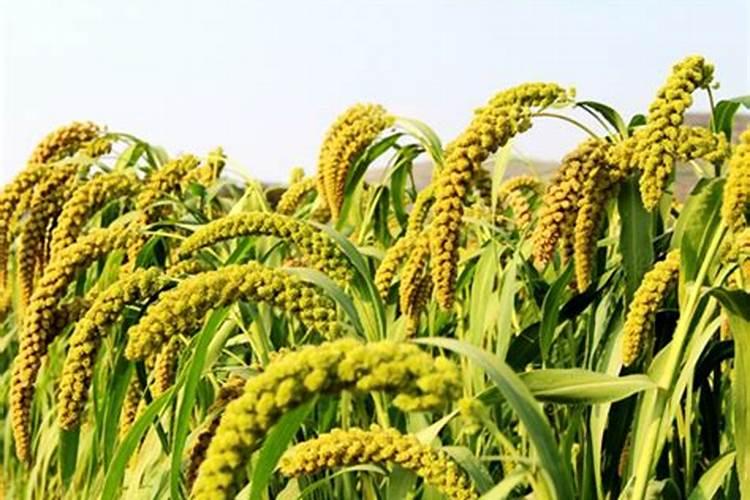 种植谷子施什么肥料好？