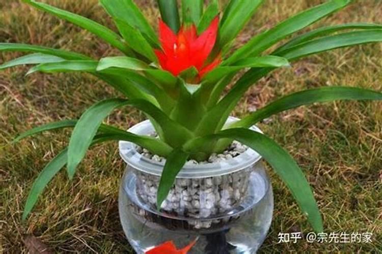 饼肥水多久浇次花 一饼肥水几浇,诱发千次花开