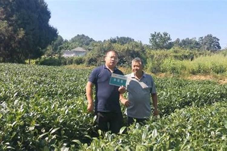 通用营养液可以浇多肉吗