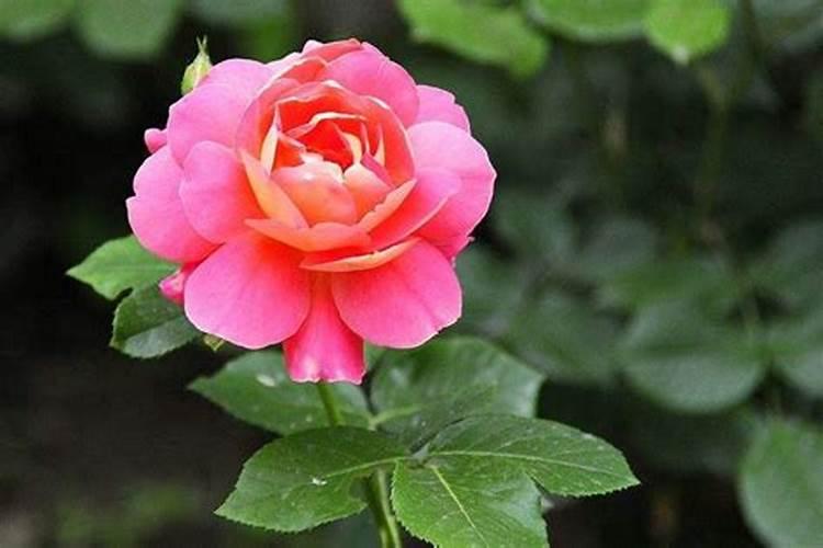 绿萝施什么肥料最好