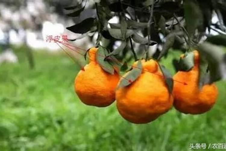 柑橘水纹病的防治,附症状及发病原因