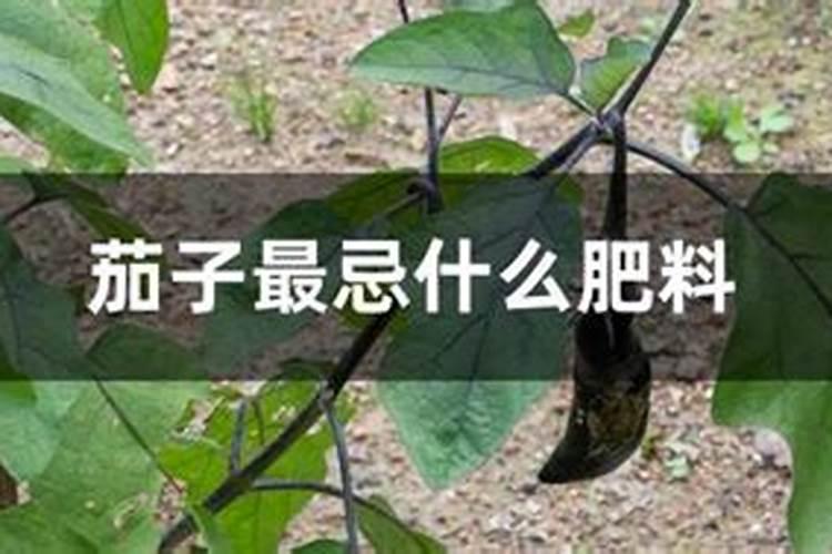 果树用什么复合肥好