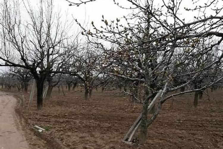 什么叫复合肥 复合肥是什么