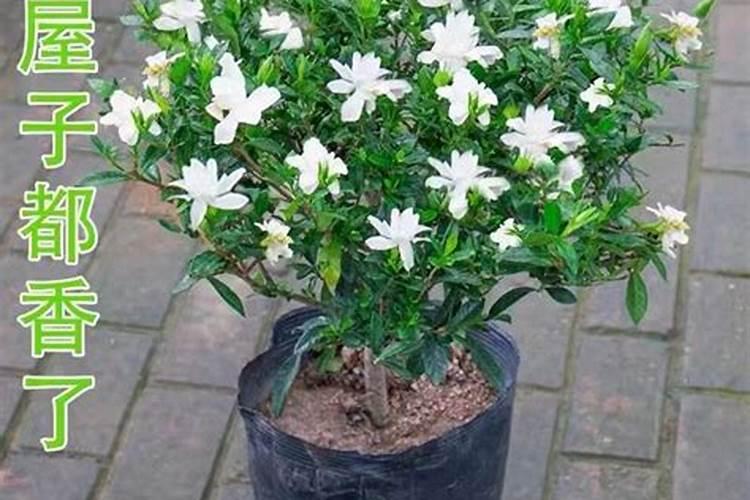 桃子结果后怎样施肥