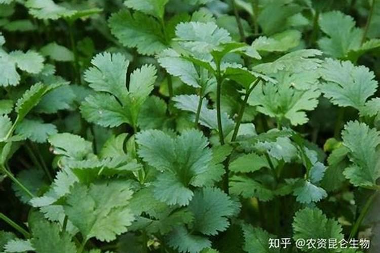 香菜喷什么叶面肥长得快