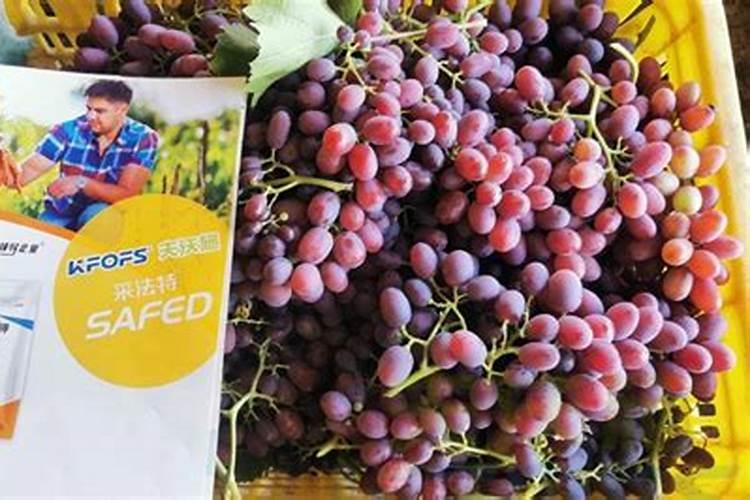 金边吊兰的根长得很粗了是怎么回事