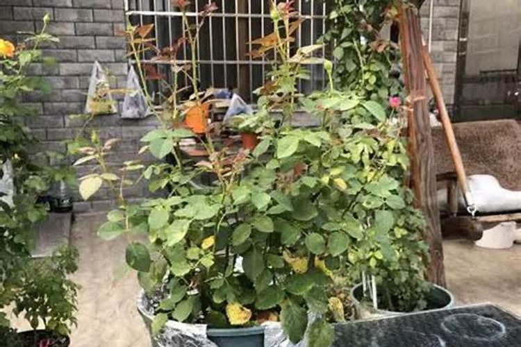 月季开花后还需要施肥吗