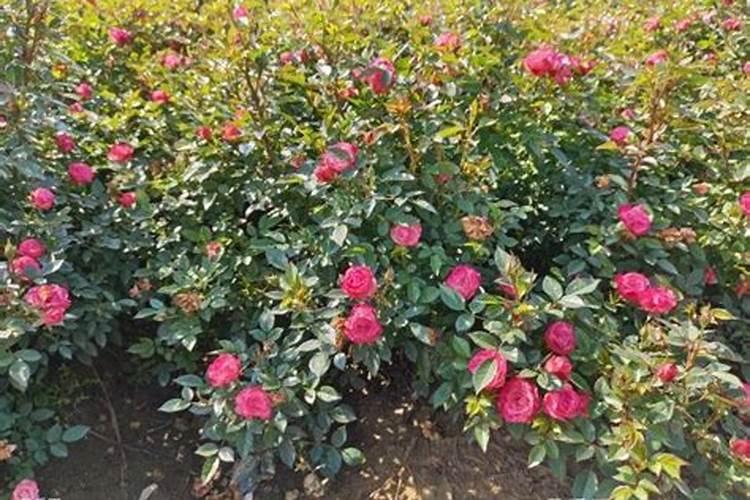 月季开花后还需要施肥吗