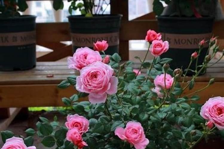 月季开花后还需要施肥吗