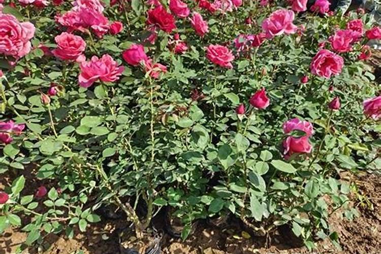 月季开花后还需要施肥吗