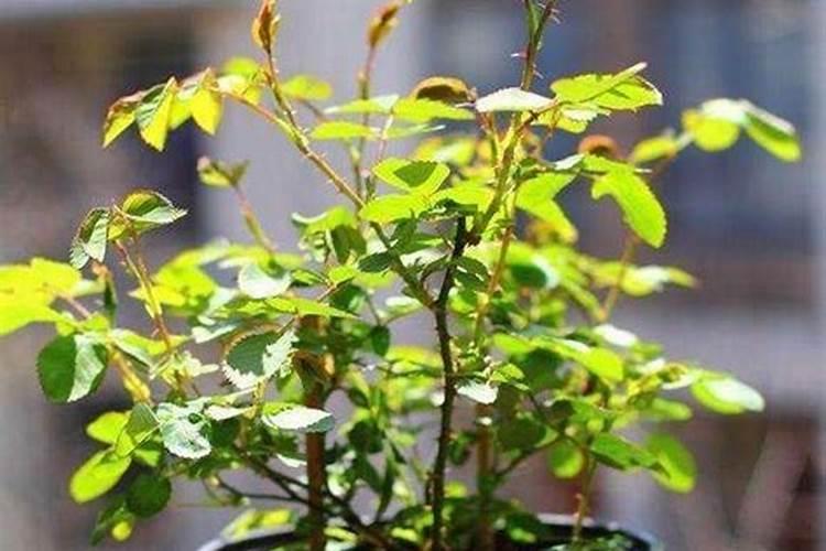 春天给果树施肥有什么注意事项吗