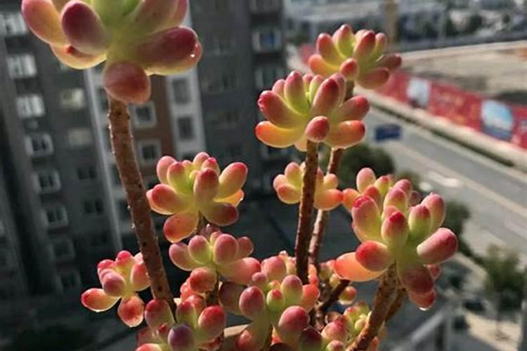 主合同解除了,为什么担保合同还有效？