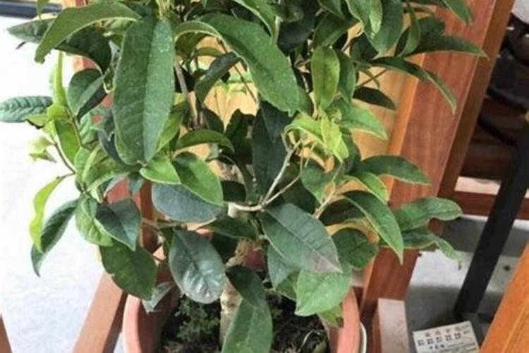 烤烟能否喷施硫酸钾肥