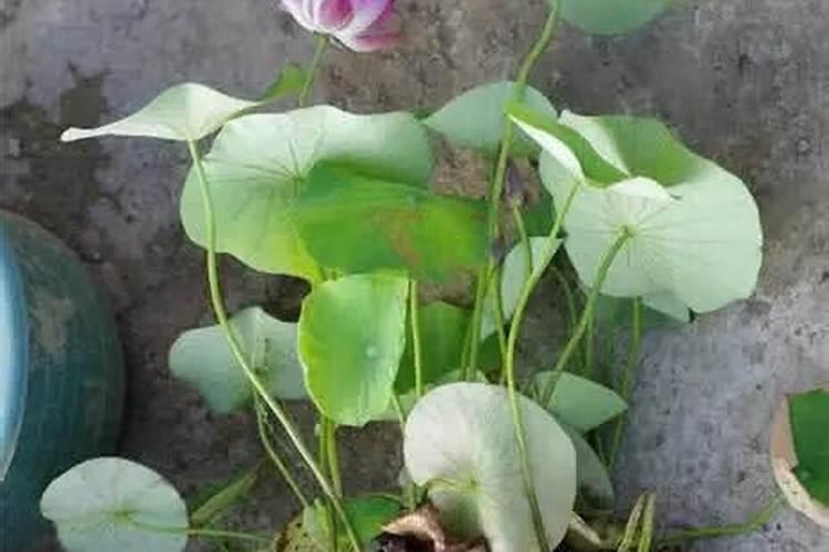 芋头亩产一般有多少斤