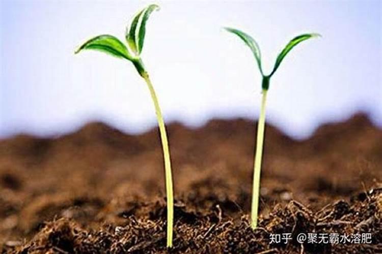 芋头一般亩产多少