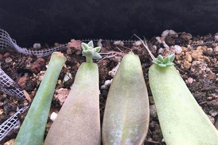 玉米能打两次控旺药吗