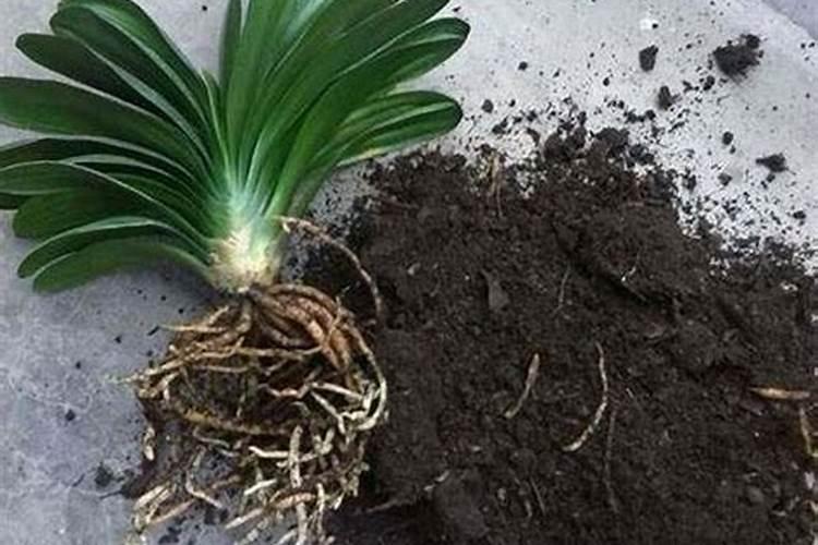 香樟树最好的肥料是什么？