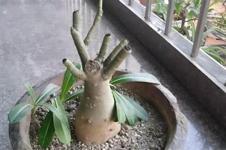 朝天椒用什么肥料最好