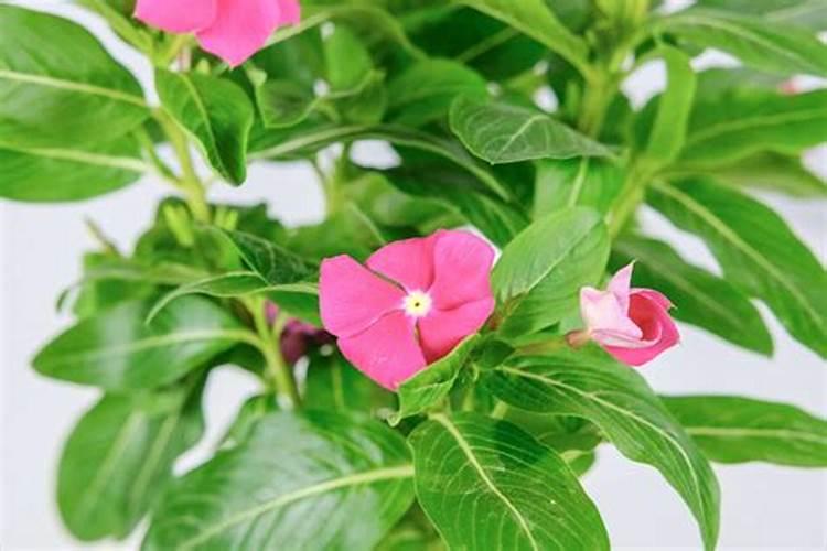 大棚阴天下雨可以打叶面肥吗