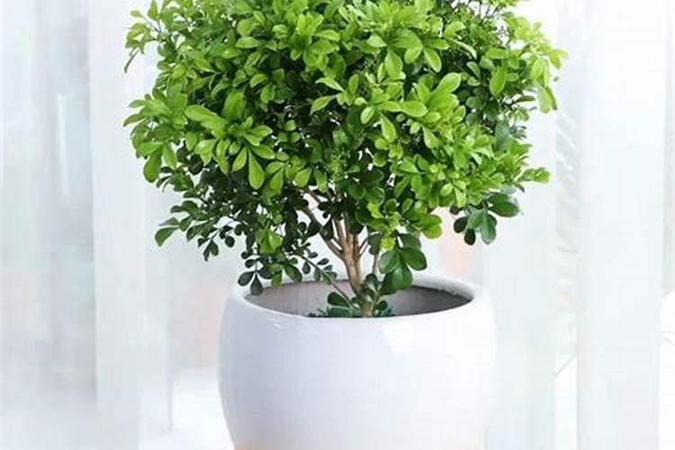 米兰花枝叶稀少怎么办？