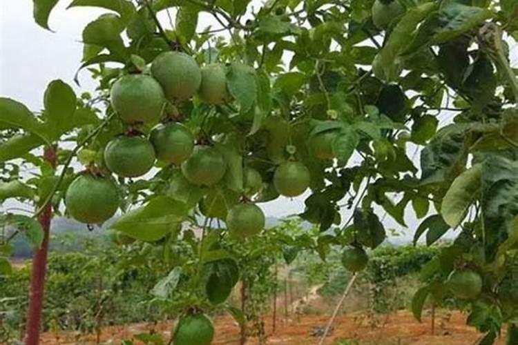 韭菜用什么肥料