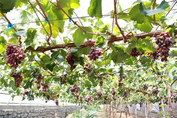 有机蔬菜与普通蔬菜有何区别？