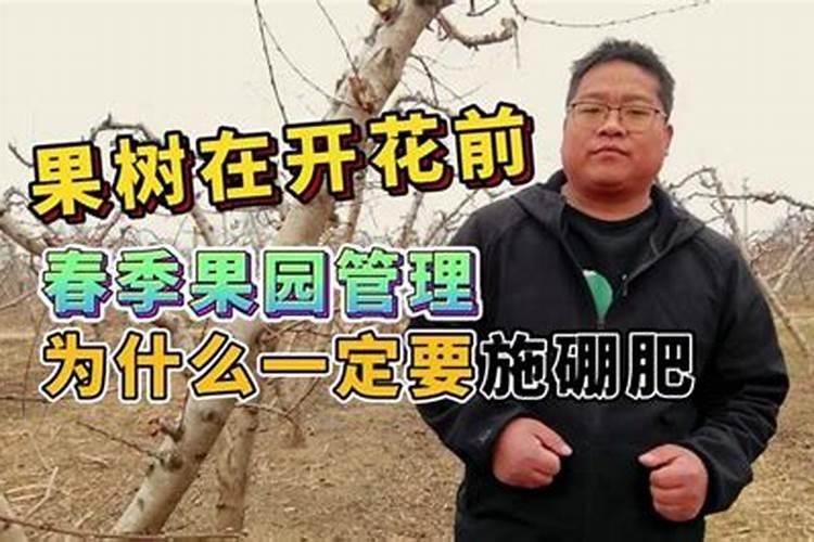 果树一至二月份开花几月份施硼肥合适、