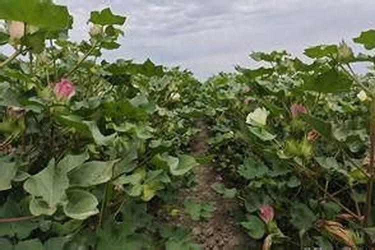 硝酸磷肥的含量及作用