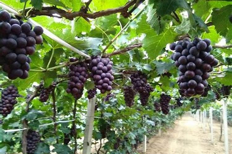 什么时候给葡萄树施肥 葡萄树施肥的最佳时间