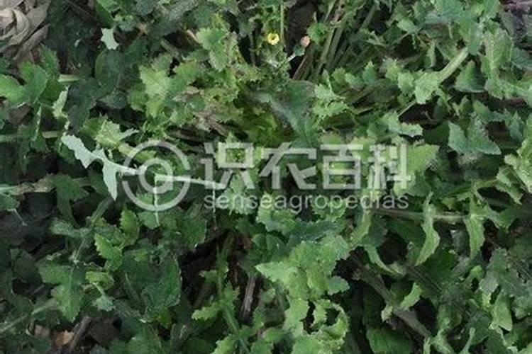 如何合理施用磷酸二铵