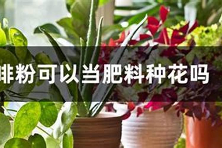 种植白菜如何施肥 窍门有哪些