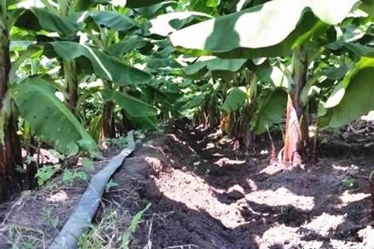 种香蕉用什么肥料最好