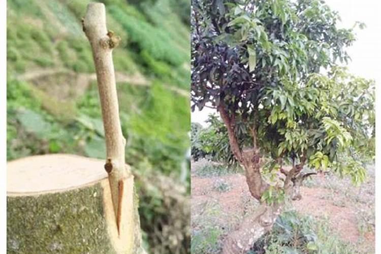 为了保证荔枝产量和品质的提高,你觉得该怎样正确施肥？