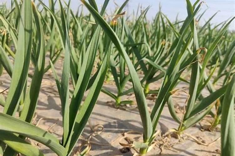 种植蔬菜用什么肥料 自己种菜用什么肥料