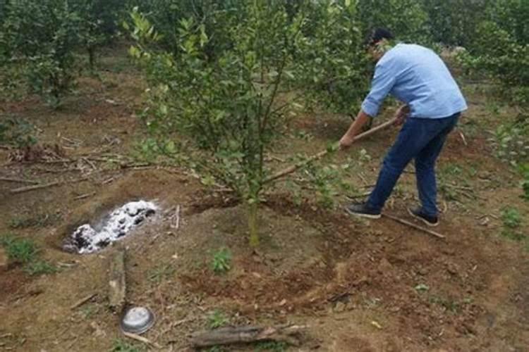 在家里种金桔怎么施肥