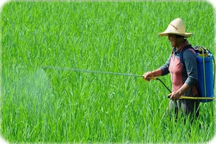 白茶怎么种植 一般埋至根颈处为宜