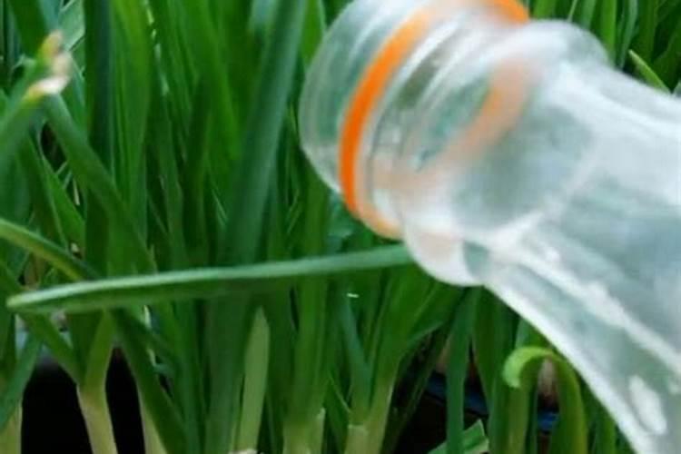 养花可不可以用尿素;花盆里的花能施尿素吗