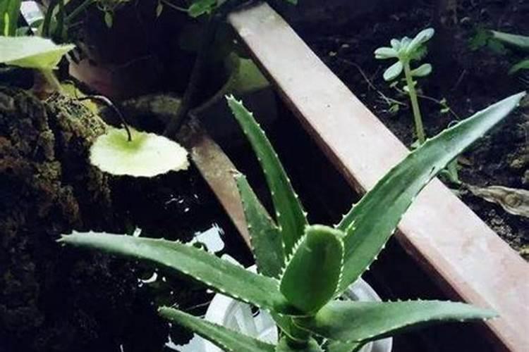 芦荟冬季室内怎么养