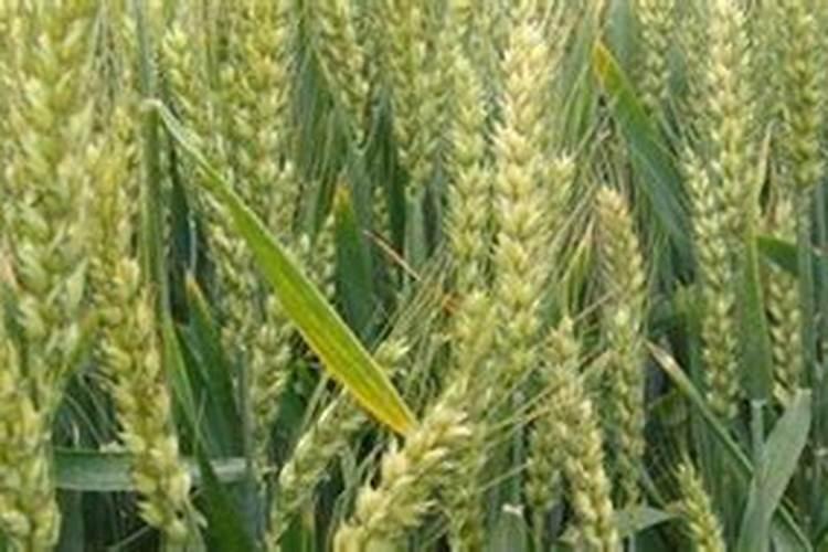 小麦需要的氮磷钾分别是多少