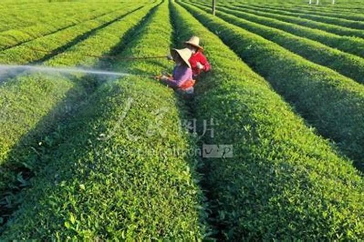 茶叶树怎么施肥