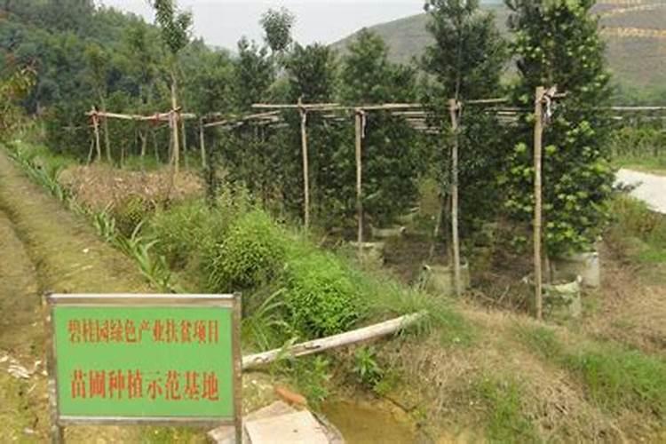 果园后期叶面肥用什么好