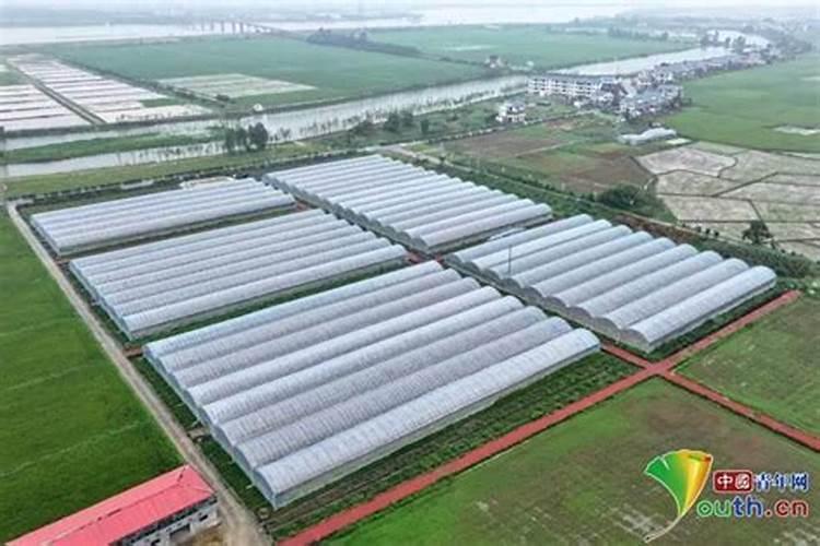 世奇氨基酸叶面肥最建议买的三样产品