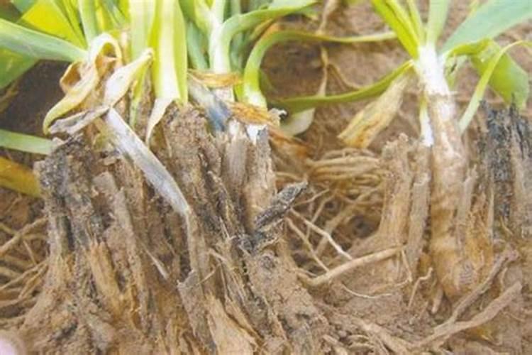 温室大棚一亩地需种多少棵尖椒？