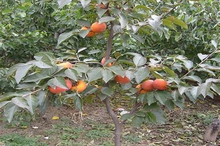 果树专用增产膨果叶面肥料？果树专用叶面肥什么牌子的好？