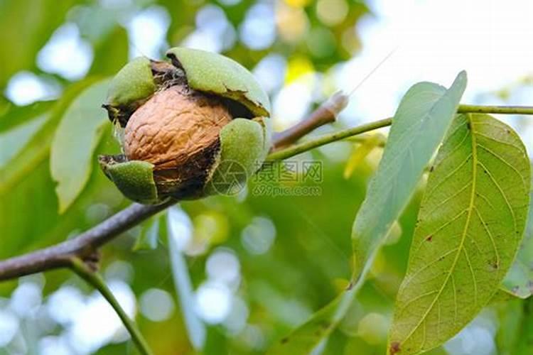 夏天茄子开花不结果怎样施磷酸二氢钾
