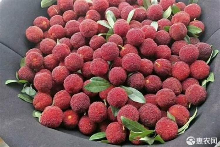 红心猕猴桃早中晚什么时候吃比较好