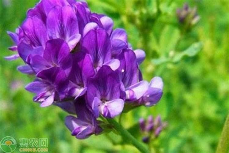 桃树秋季施肥用什么肥最好