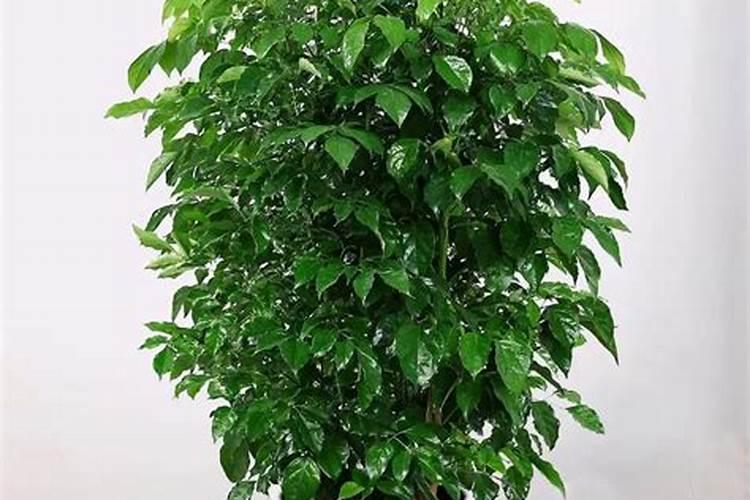 多肉植物施什么肥容易爆盆