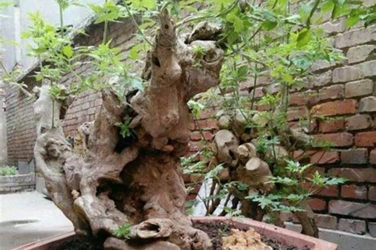 冬天保存大葱去叶子好吗 冬季储存大葱叶子要不要切掉